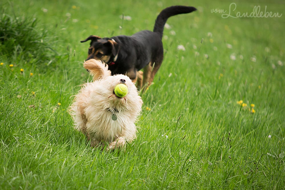 Hunde im Schlosspark - Butch und Nala