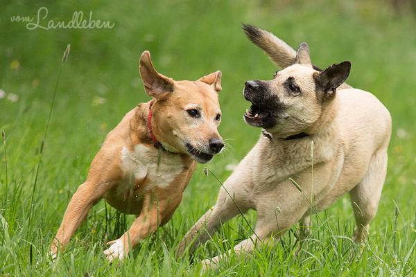 Hunde im Schlosspark - Jule und Eksi