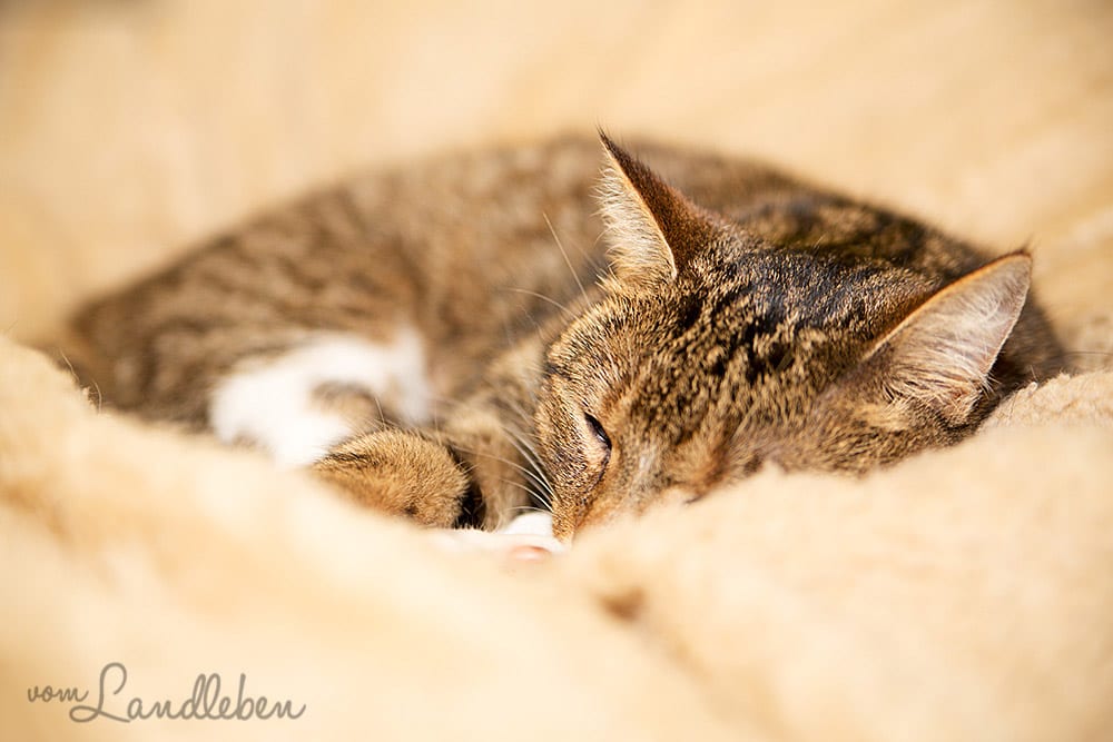 Unsere kleine Katze Juli