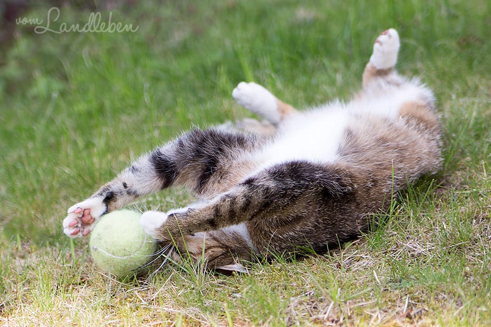 Die Katze und der Tennisball...