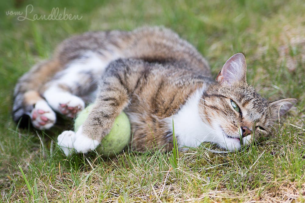 Die Katze und der Tennisball...