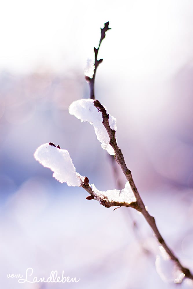 #fotoprojekt17 - Winterbäume