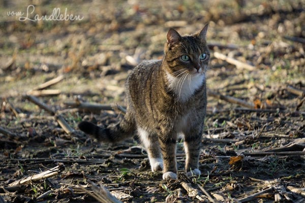 Och Guck Mal Die Geht Ja Mit Hund Und Katze Spazieren