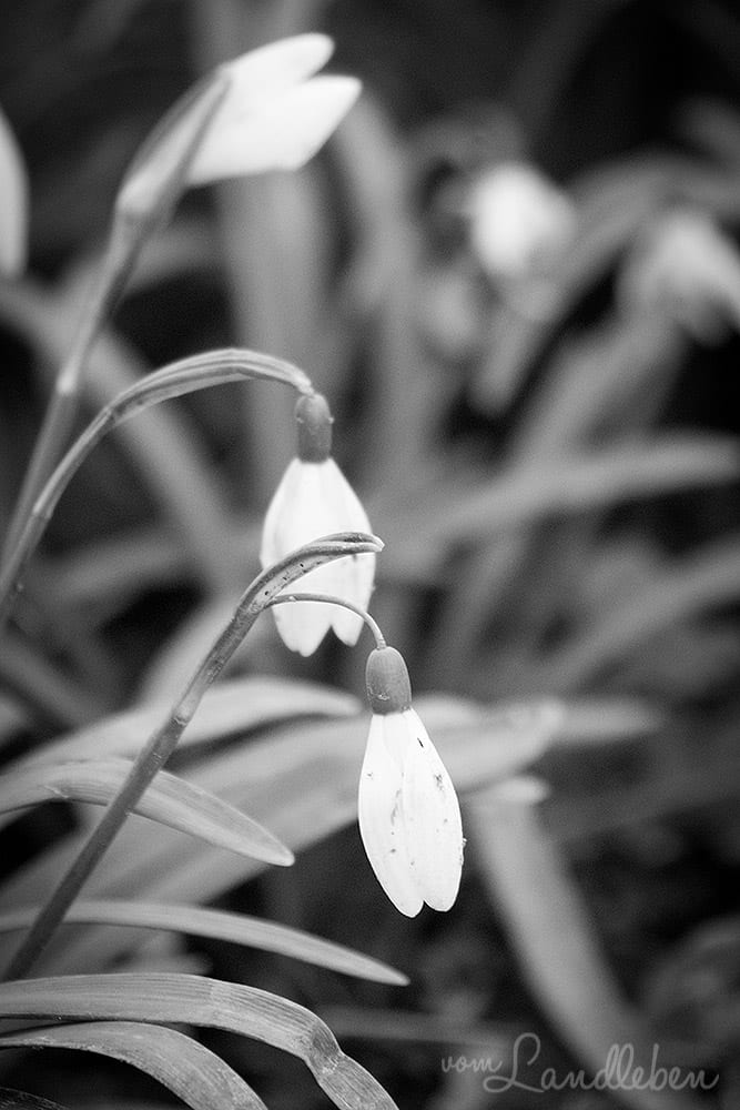 Projekt Graustufe: Frühling - Schneeglöckchen
