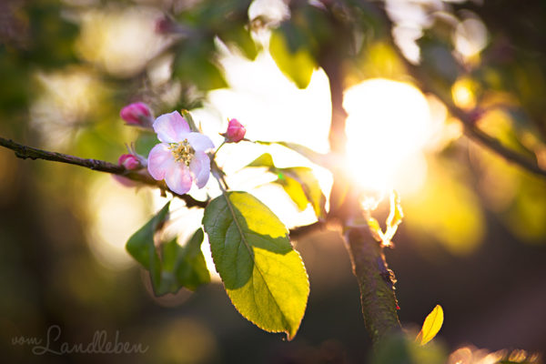 Unser Gartenguckloch im April 2017: Rasen, Magnolie & Gemüsebeete | vom