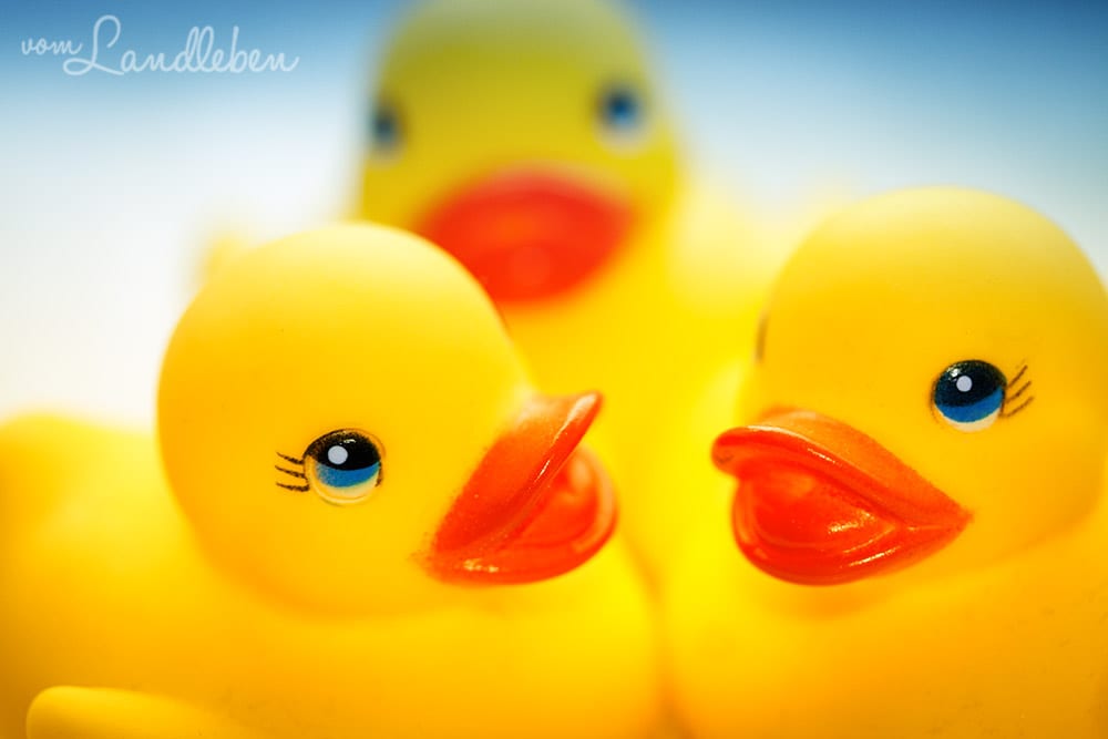 #fotoprojekt17 - Nähe