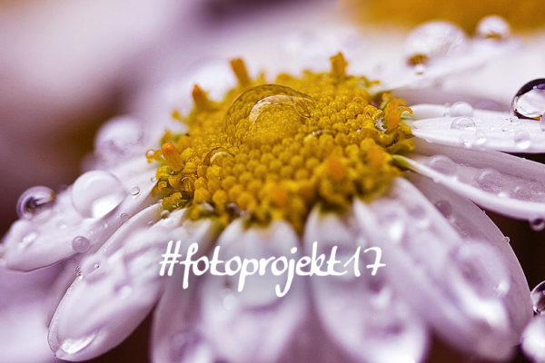 #fotoprojekt17 - Nähe