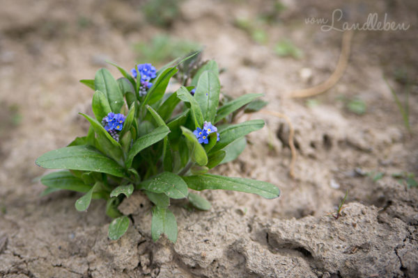 Unser Gartenguckloch im April 2017: Rasen, Magnolie & Gemüsebeete | vom