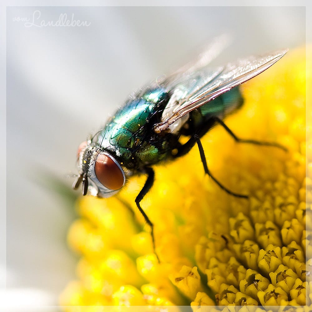 #fotoprojekt17 - Tiere - Fliege