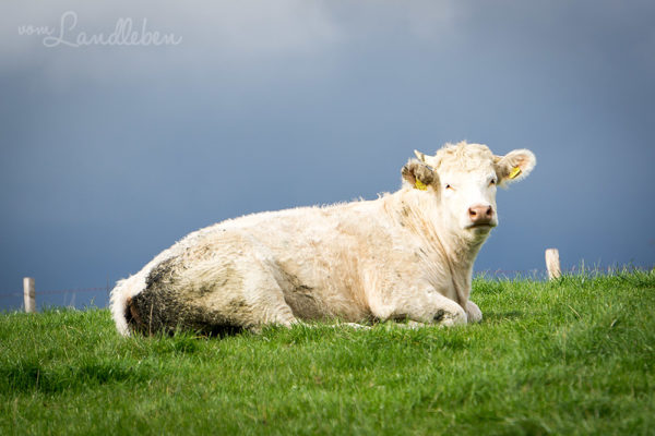 #fotoprojekt17 - Tiere - Kuh