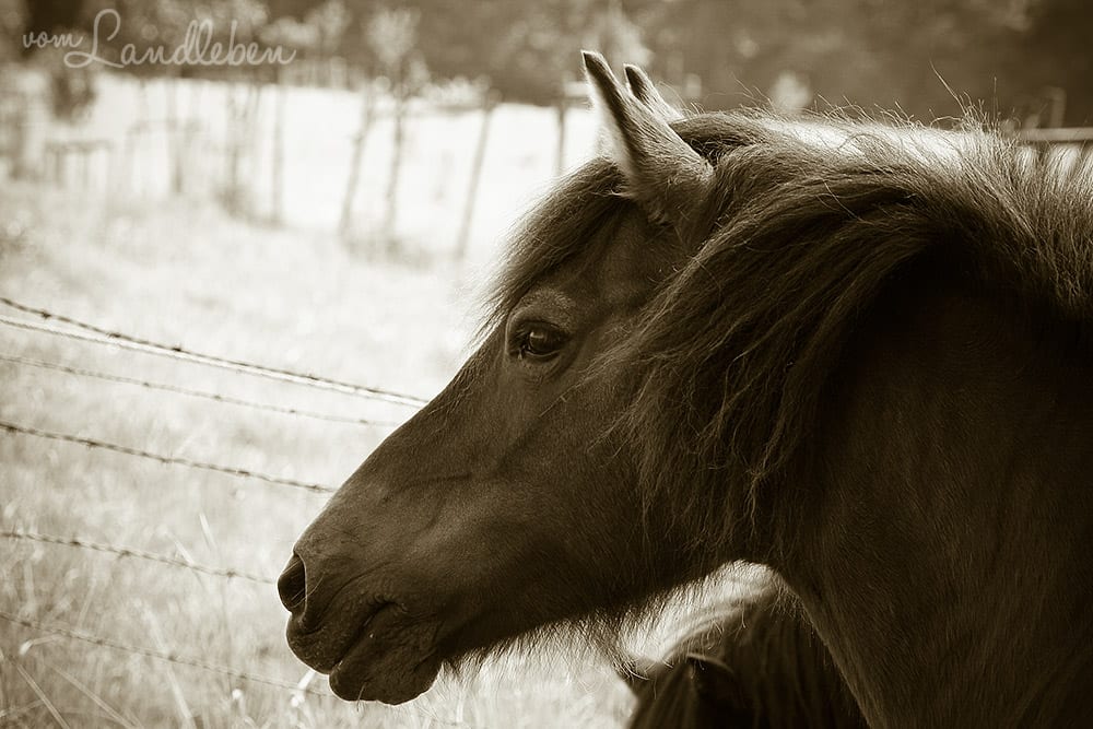#fotoprojekt17 - Tiere - Pferd