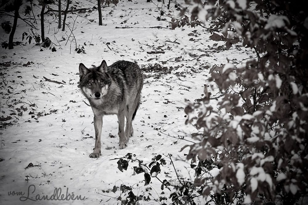 #fotoprojekt17 - Tiere - Wolf