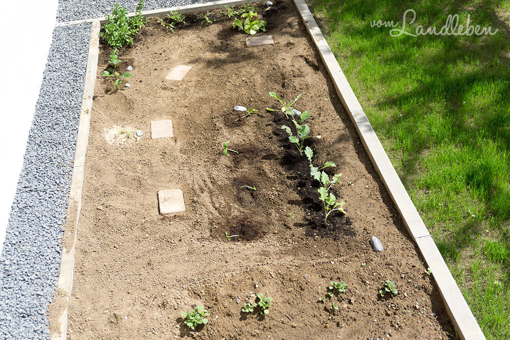 Gartenfehler: zu dicht pflanzen