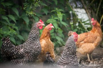 Hühner auf Hof Tüschenbonnen