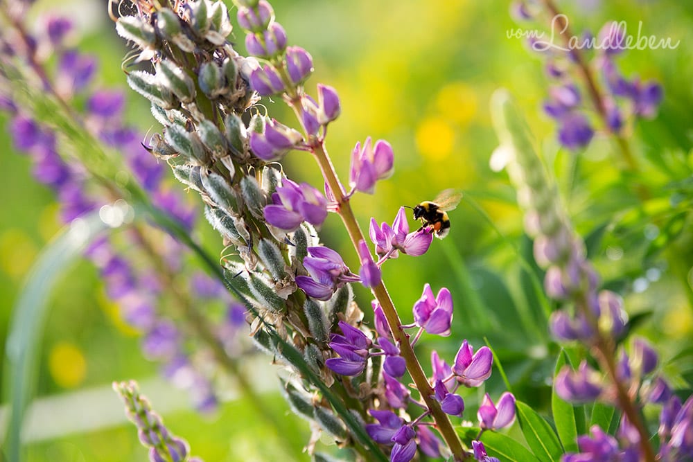 Biene an Lupinen