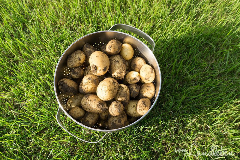 Kartoffeln aus eigener Ernte
