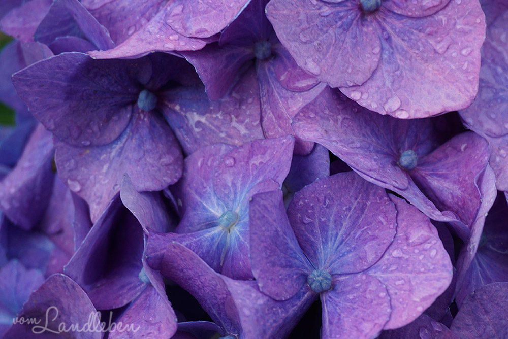 Hortensie im Mittelgarten