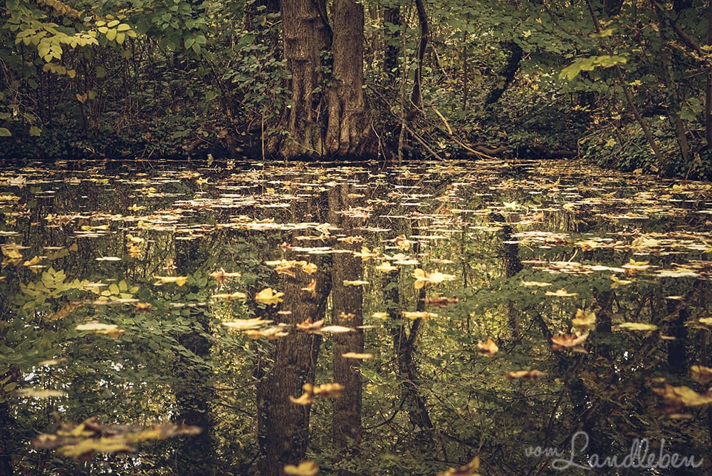 #fotoprojekt17 – Herbstwald
