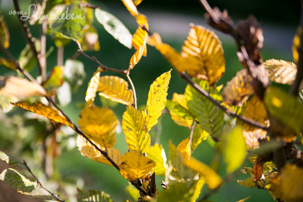 Unser Gartenguckloch im April 2017: Rasen, Magnolie & Gemüsebeete | vom