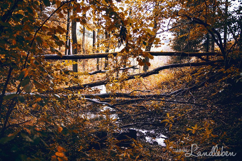 Im Herbstwald