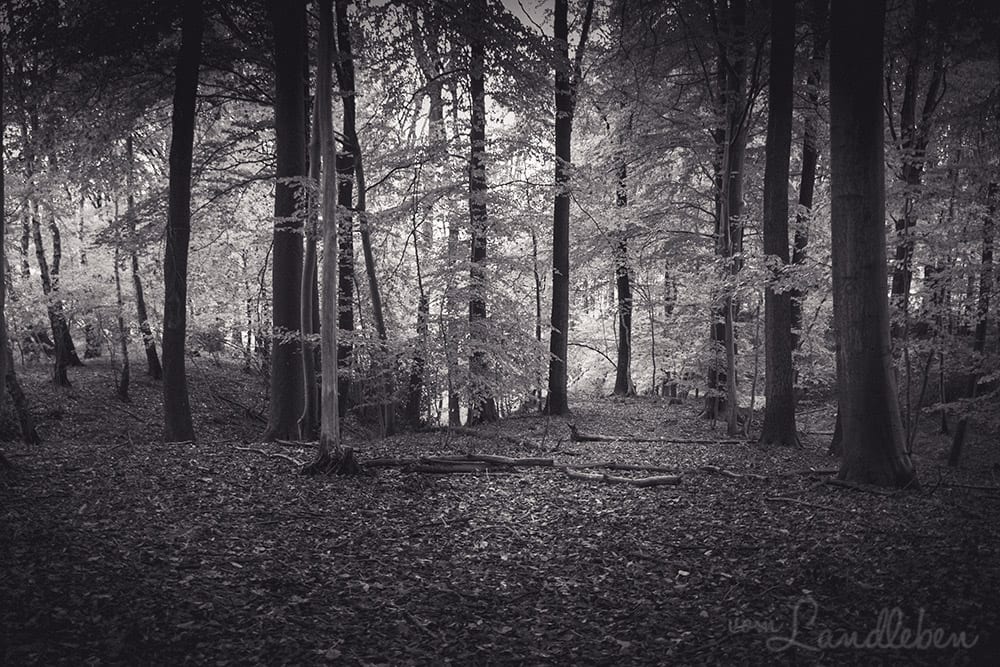 Werifesteria – Im Wald – Herbst 2017