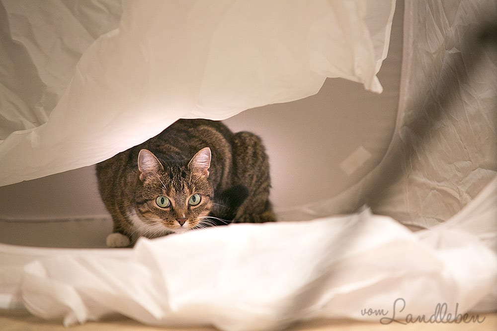 Katze im Fotozelt