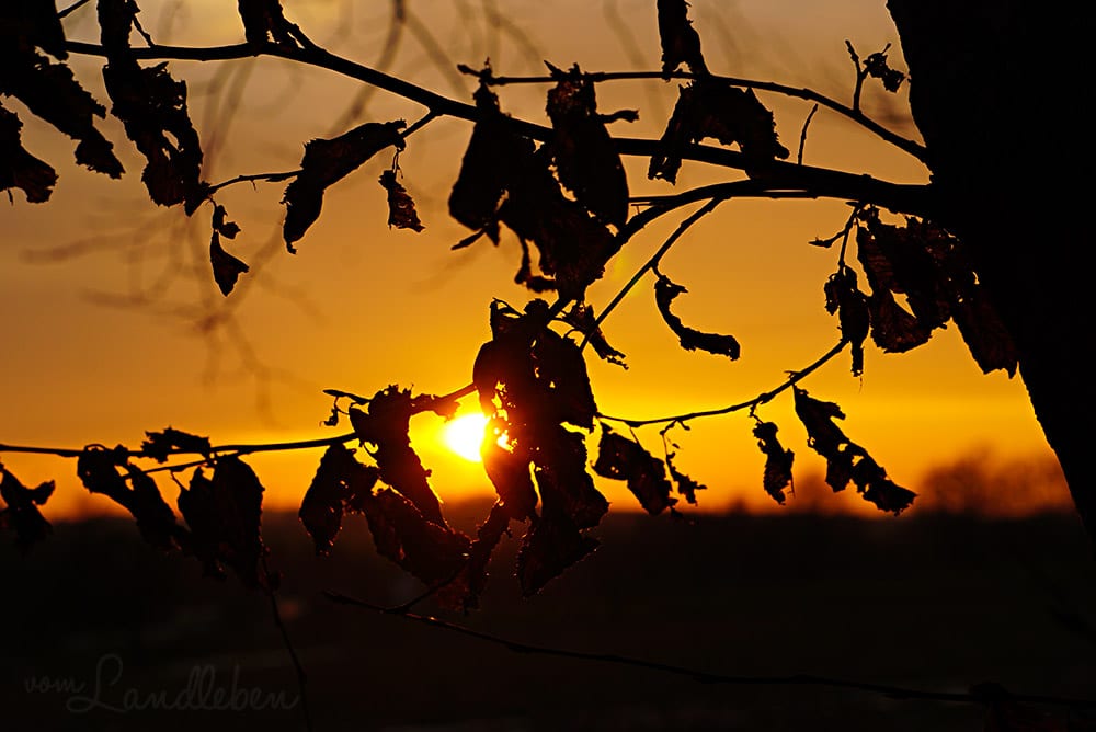 Sonnenuntergang – Februar 2018