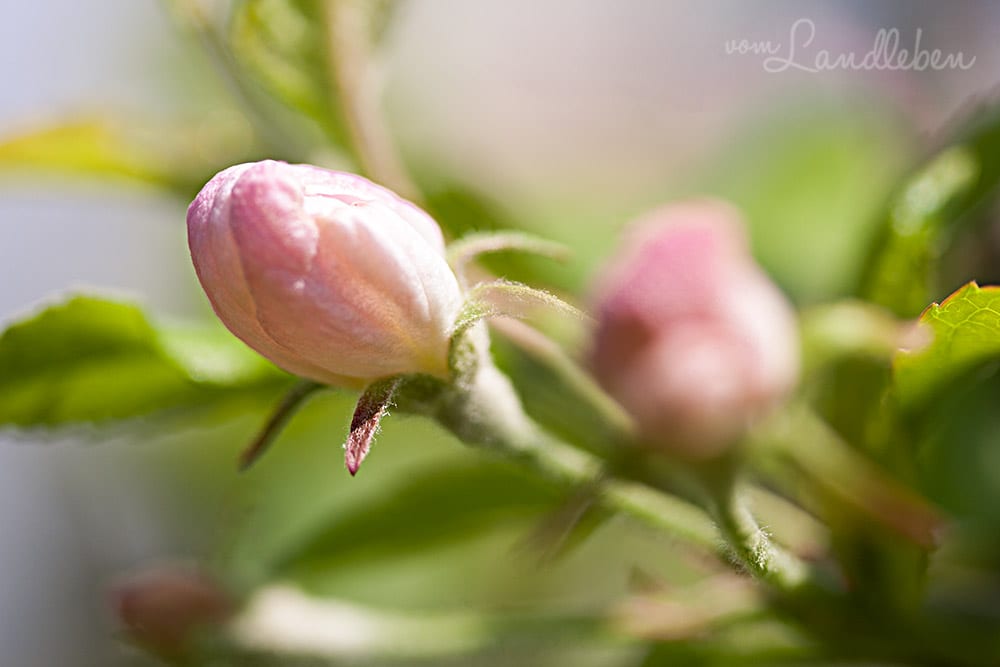 Apfelbaum-Blüte