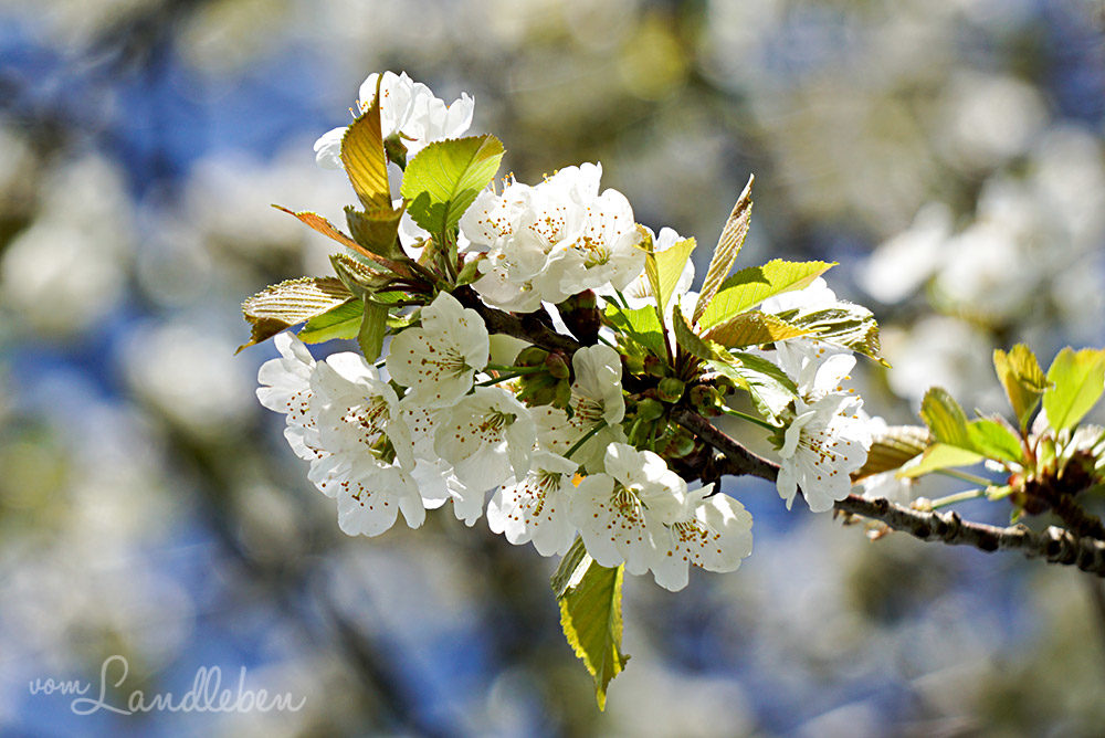 Kirschblüte