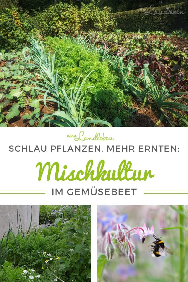 Tipps zur Mischkultur im Gemüsebeet – Schlau pflanzen, mehr ernten! 