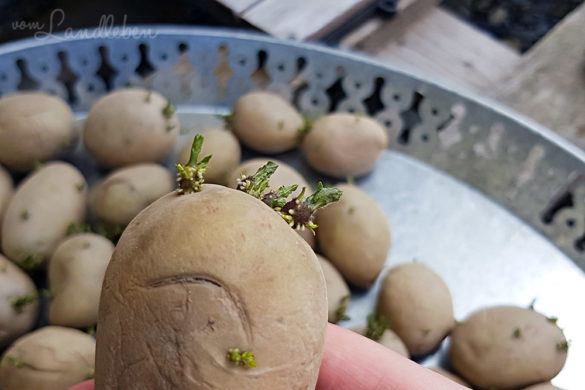 Kartoffeln anbauen: die Komplett-Anleitung & meine Tipps - vom Landleben