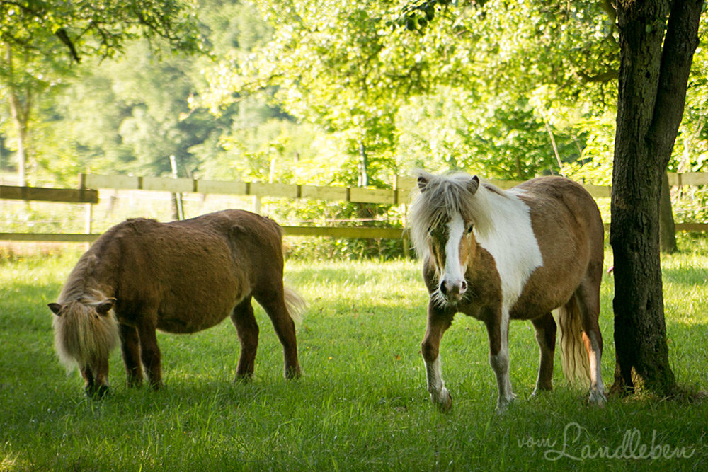 Ponyliebe