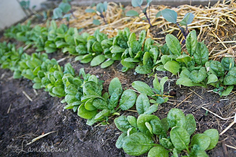 Spinat - schnell wachsendes Gemüse