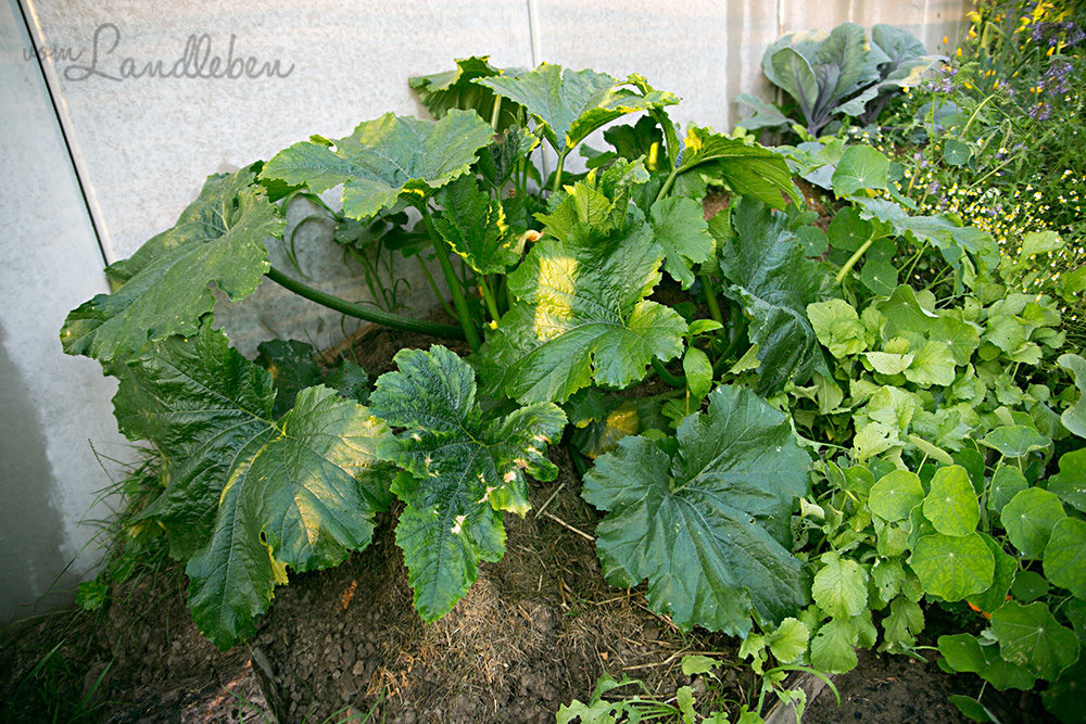 Zucchini Ende Juni 2018