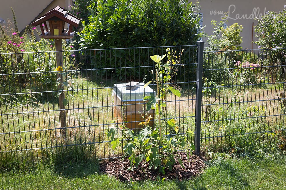Der Bienenstock unserer Nachbarn steht direkt am Zaun