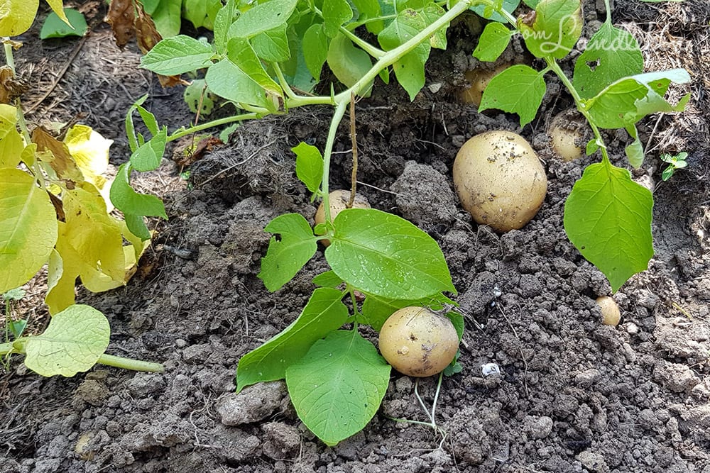 Kartoffelernte im Juli 2018