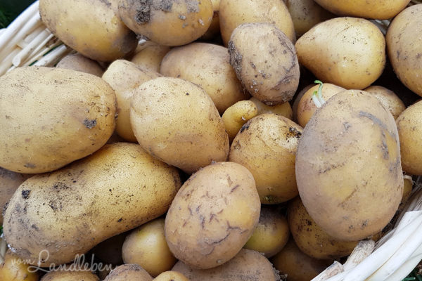 Kartoffeln selber anbauen und ernten