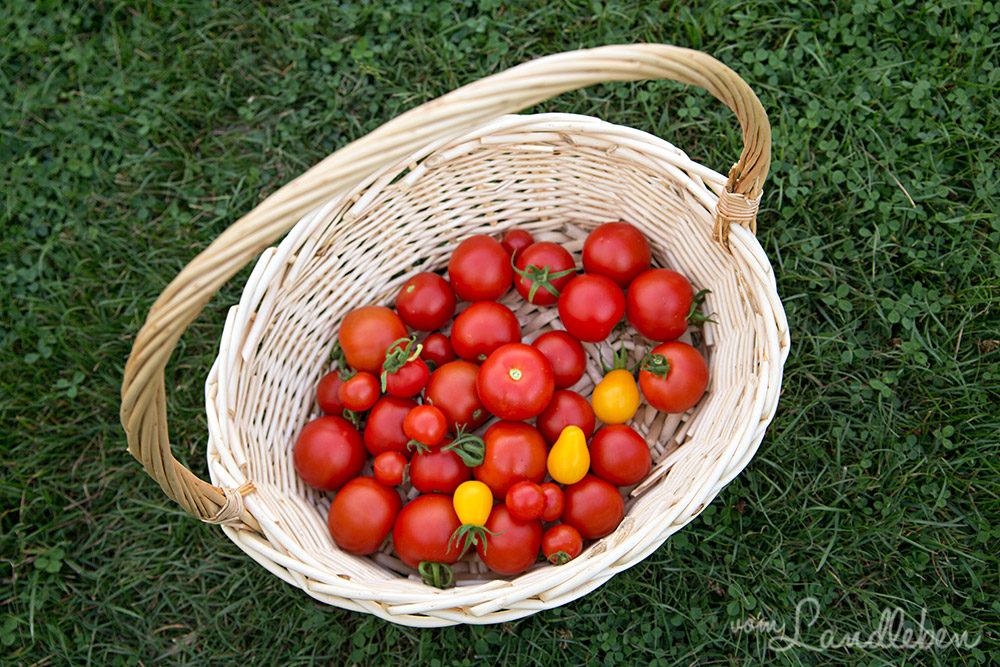 Tomaten-Ernte 2018
