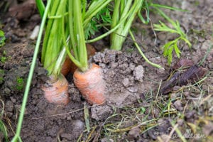 Schnell wachsendes Gemüse 6 flotte Sorten vom Landleben