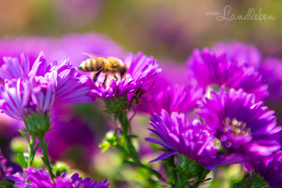 Biene an einer Aster