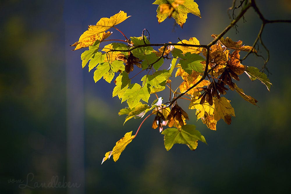 Herbst 2014