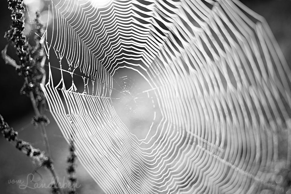 Herbstfotografie 2013 - Spinnennetz