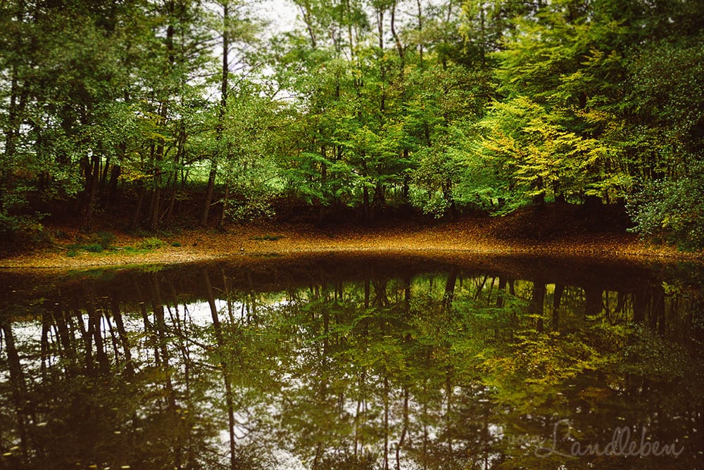 Herbstspaziergang am See im Wald