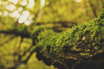 Herbstspaziergang 2018 - Moos