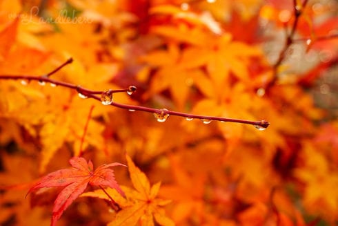 Japanischer Ahorn im Herbst
