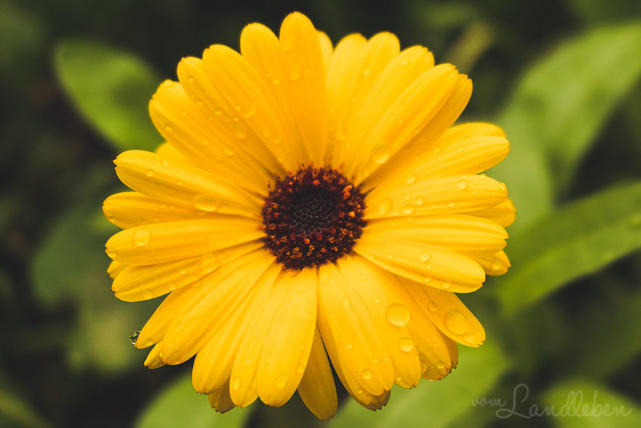 Ringelblume nach dem Regen