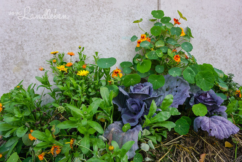 Ringelblumen, Rotkohl und Kapuzinerkresse