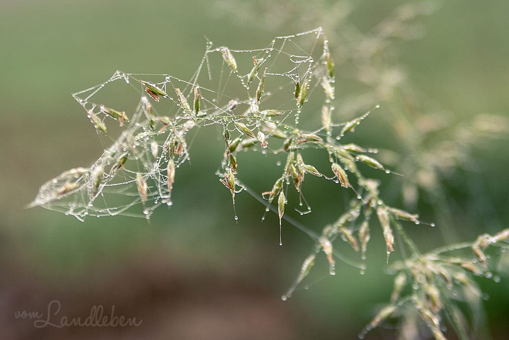 Spinnweben mit Tau im Herbst