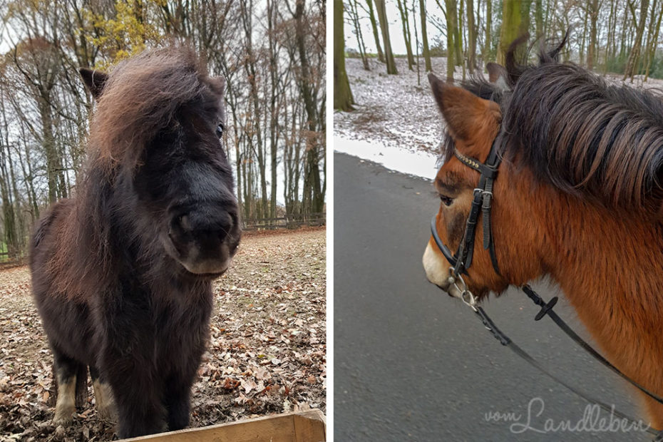 Elfi und Rufus im Dezember 2018