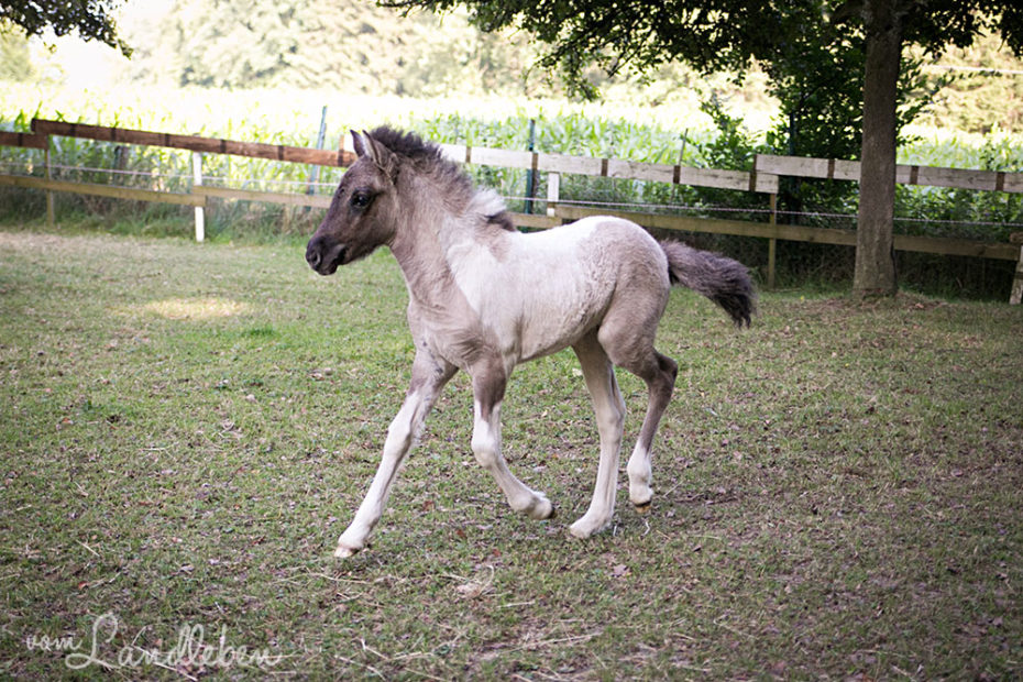 Perla im Juni 2018